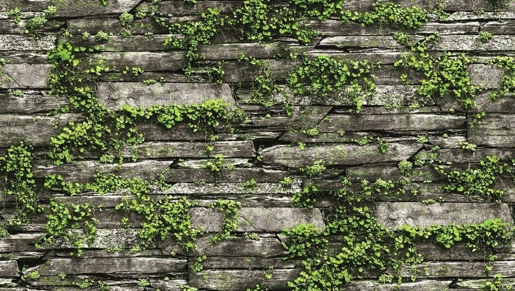 Slate Stone With Greenery Leaves Wallpaper Brokers - Stone Wall With Greenery , HD Wallpaper & Backgrounds