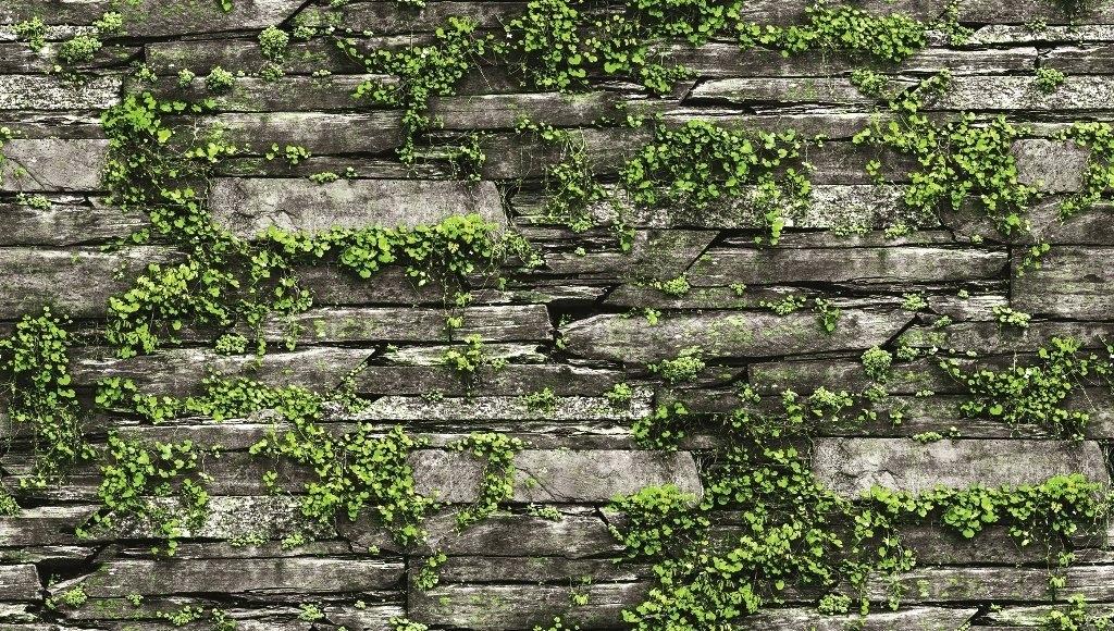 Slate Stone With Greenery Leaves Wallpaper Brokers - Stone Wall With