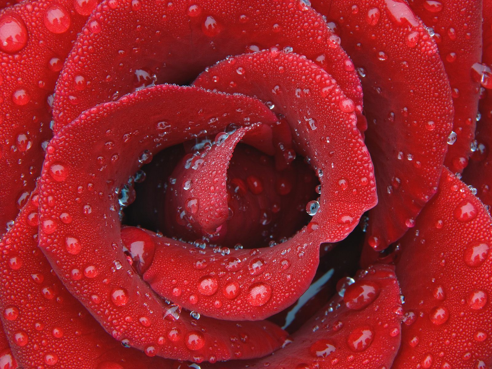 Dewy Rose Wallpaper Flowers Nature Wallpapers Rose Wallpaper Hd 3d Hd Wallpaper Backgrounds Download