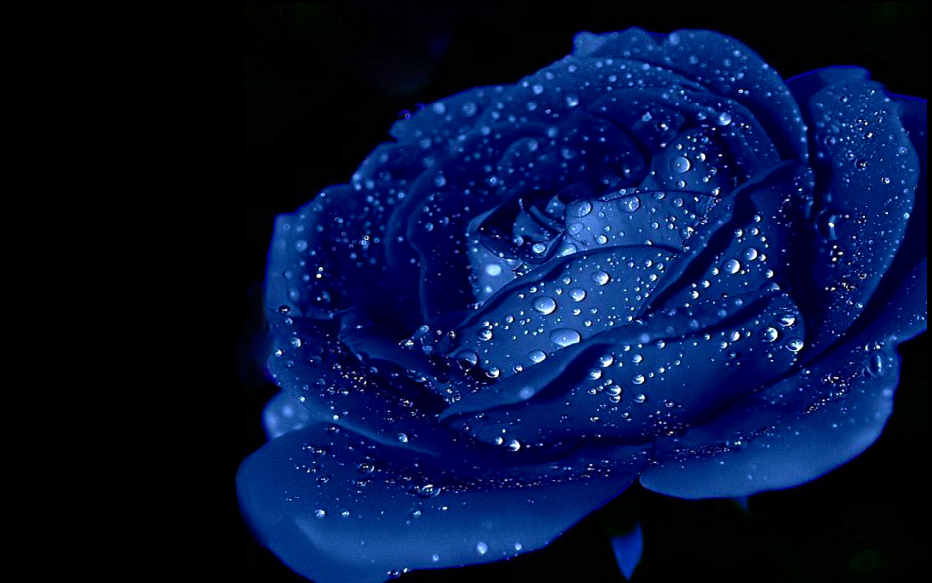 Blue Rose Pictures Images Wallpapers Hd - Blue Wallpaper Rose , HD Wallpaper & Backgrounds