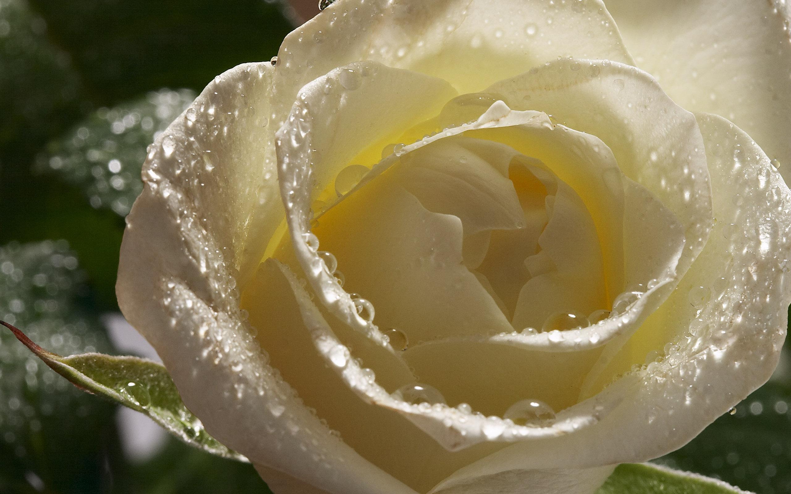 3d Rose Wallpapers Free Download - White Rose With Dew Drops , HD Wallpaper & Backgrounds