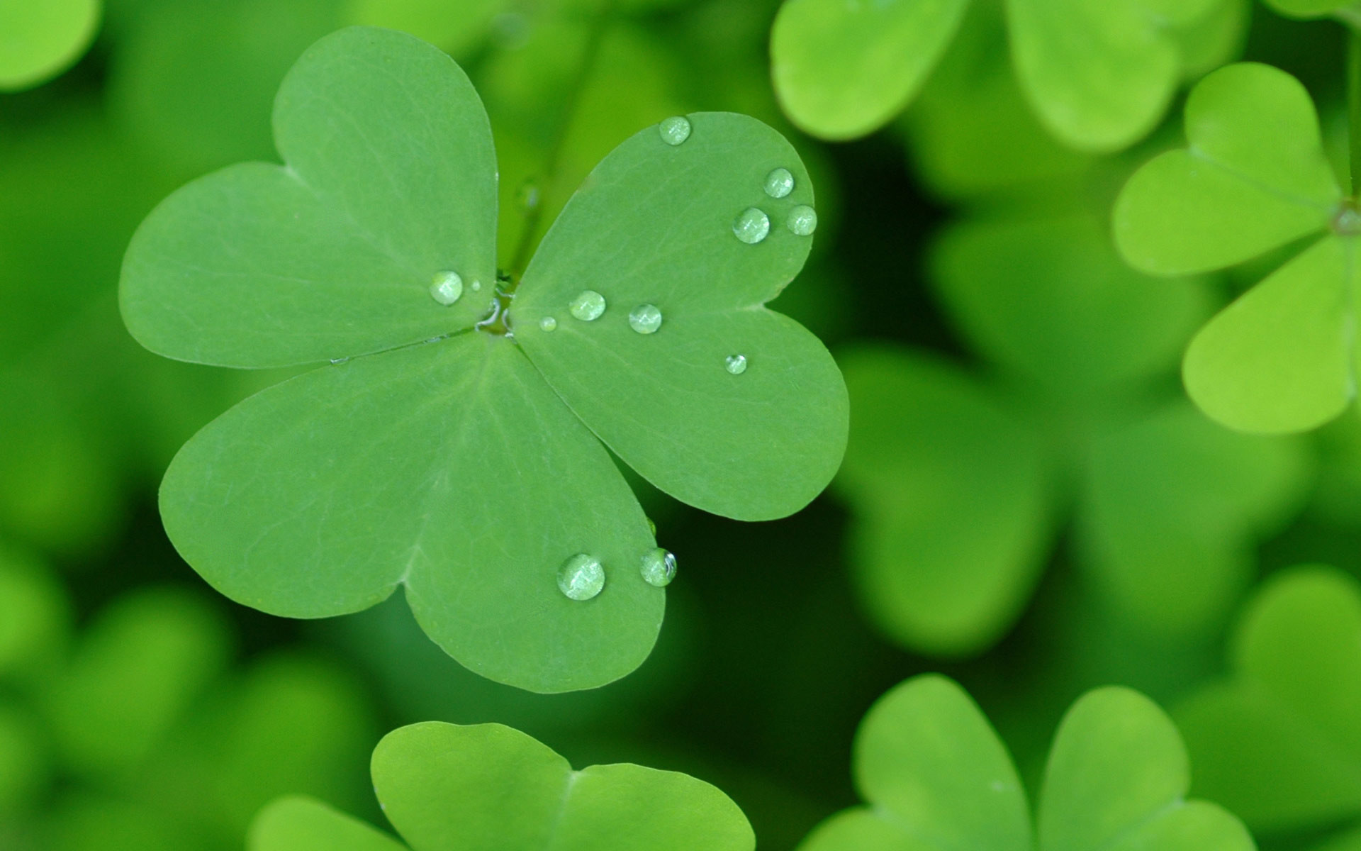 Image St Patricks Day - St Patricks Day Backgrounds For Desktop , HD Wallpaper & Backgrounds