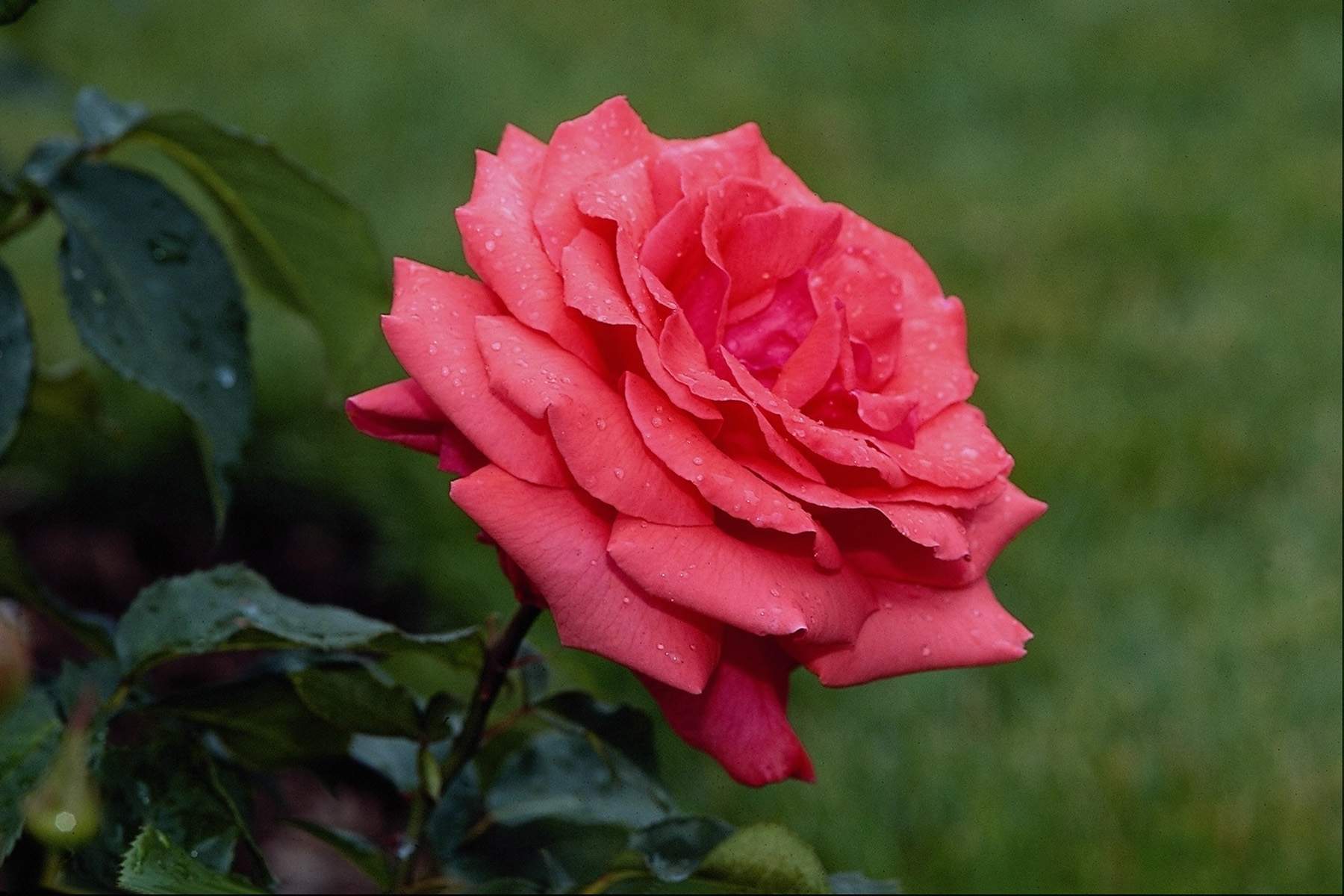 Beautiful Rose Flower Wallpaper Free Download , HD Wallpaper & Backgrounds