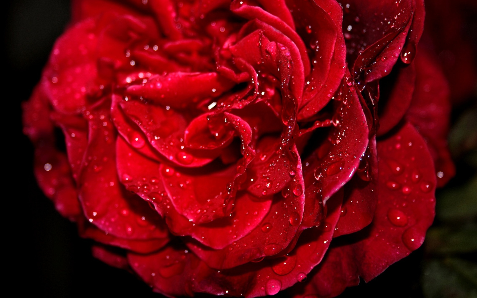 3d Rose Background Wallpaper 22757 Source - Fresh Roses Images Hd , HD Wallpaper & Backgrounds