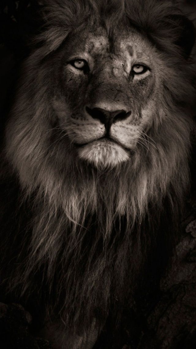 Wallpaper Leao - Lion Hd Wallpaper Iphone 7 , HD Wallpaper & Backgrounds