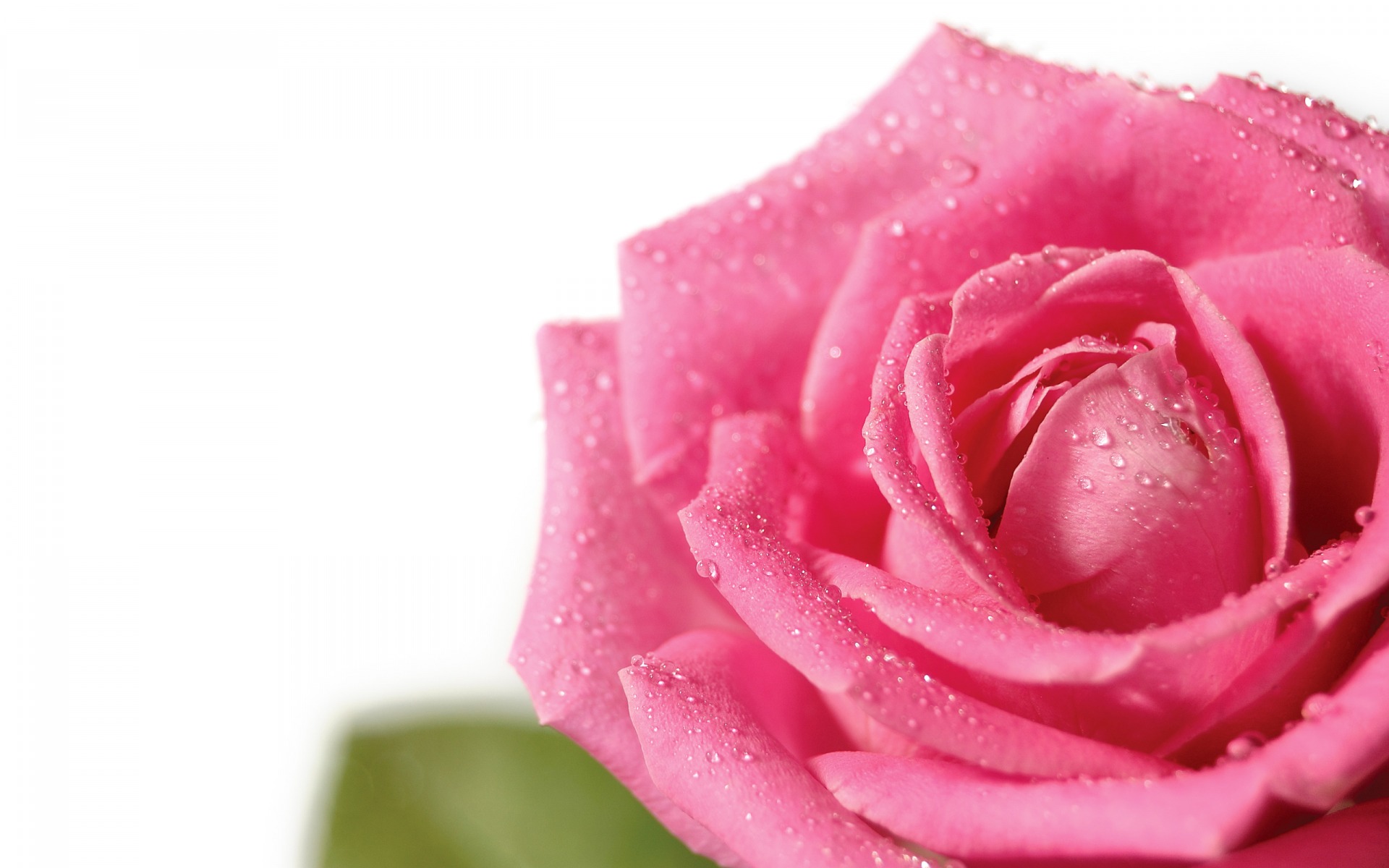 Beautiful Roses Hd Wallpaper - Fresh Pink Rose , HD Wallpaper & Backgrounds