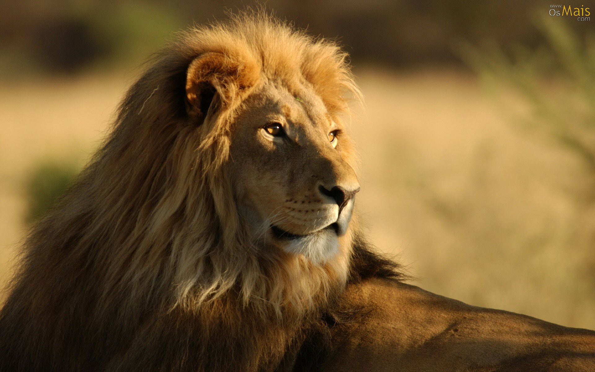Papel De Parede Leão Observador - African Lion , HD Wallpaper & Backgrounds