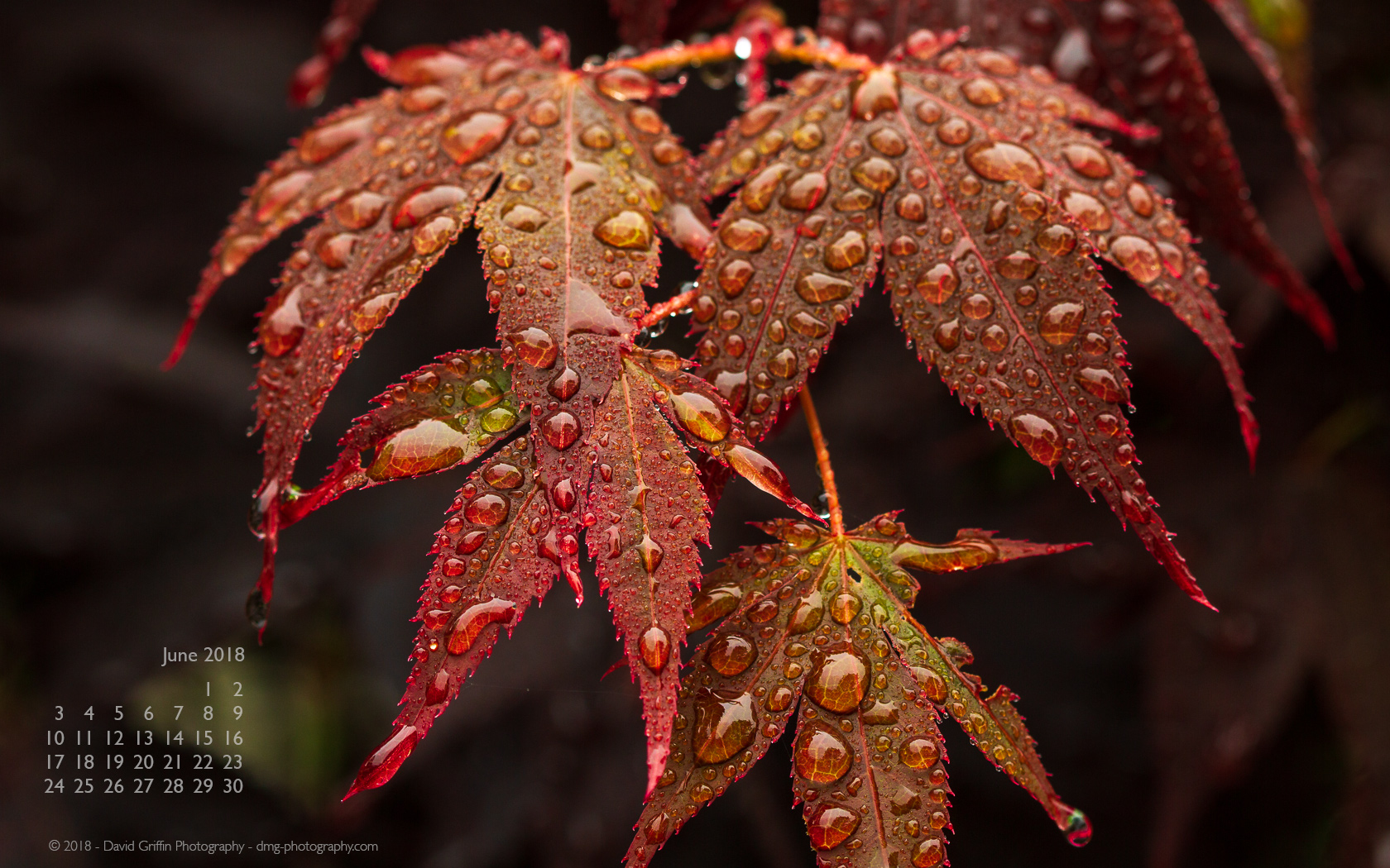 Back For June* Found Some Macro Work I Did A Few Years - Close-up , HD Wallpaper & Backgrounds