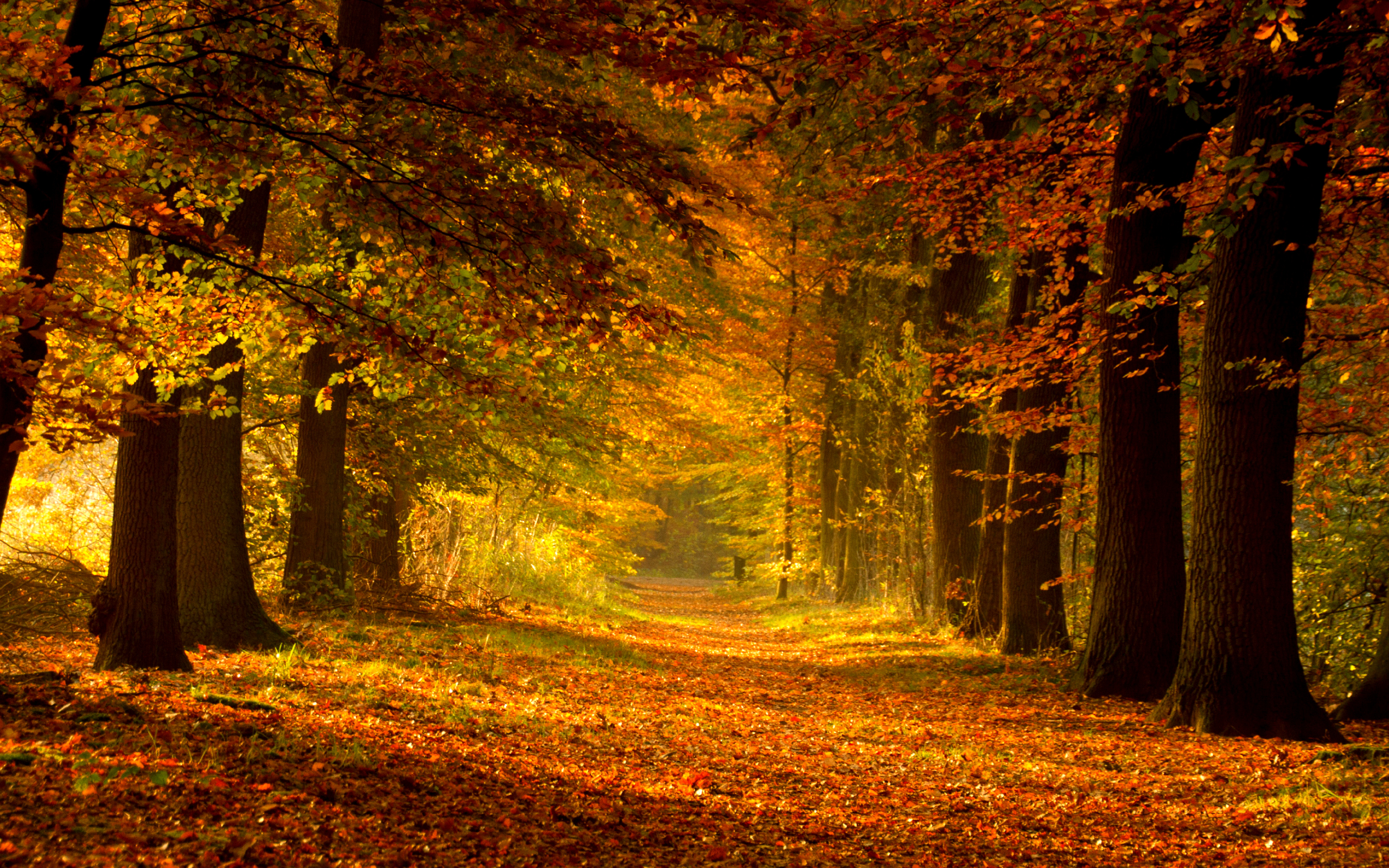 Fall Hd Wallpaper - Woods In The Fall , HD Wallpaper & Backgrounds