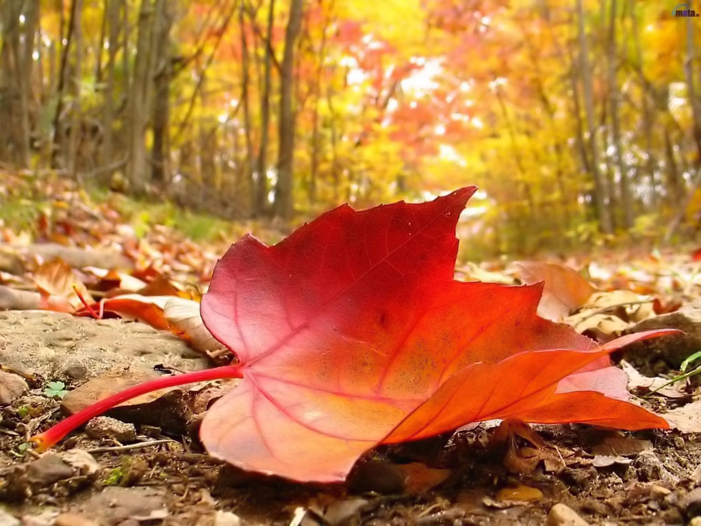 Download - Autumn Leaf Falling , HD Wallpaper & Backgrounds