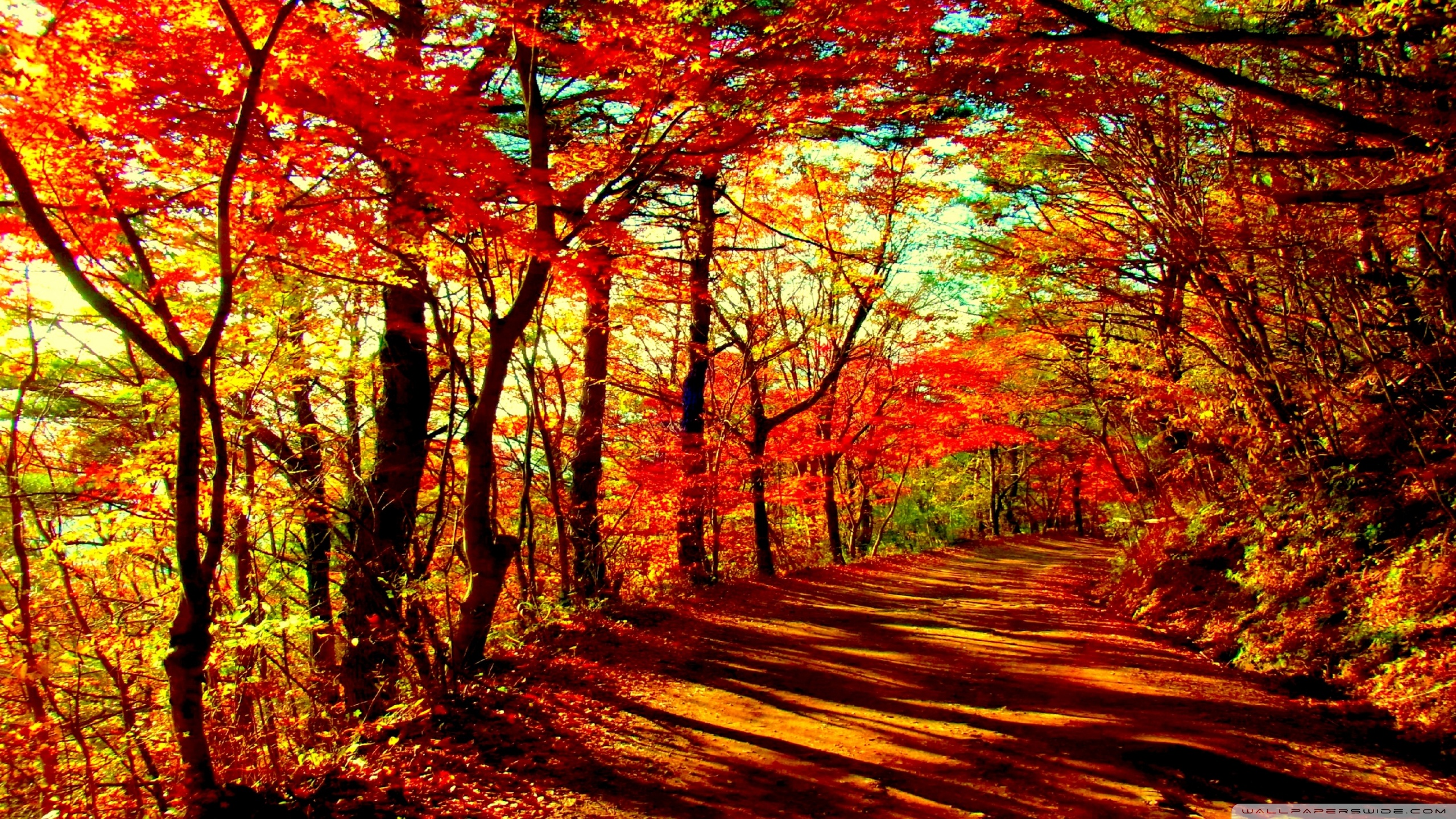 Hd 16 - - Autumn Forest Wallpaper Hd , HD Wallpaper & Backgrounds