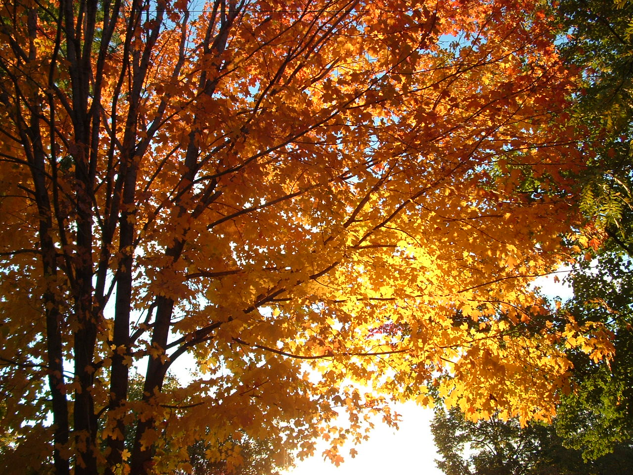 Autumn Sunrises Wallpapers And Stock Photos - دانلود عکس پاییزی با کیفیت بالا , HD Wallpaper & Backgrounds