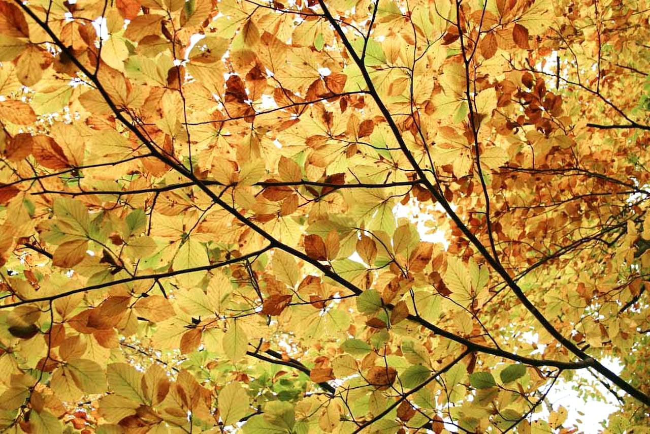 Autum, Leaves, Wallpaper - Autumn , HD Wallpaper & Backgrounds