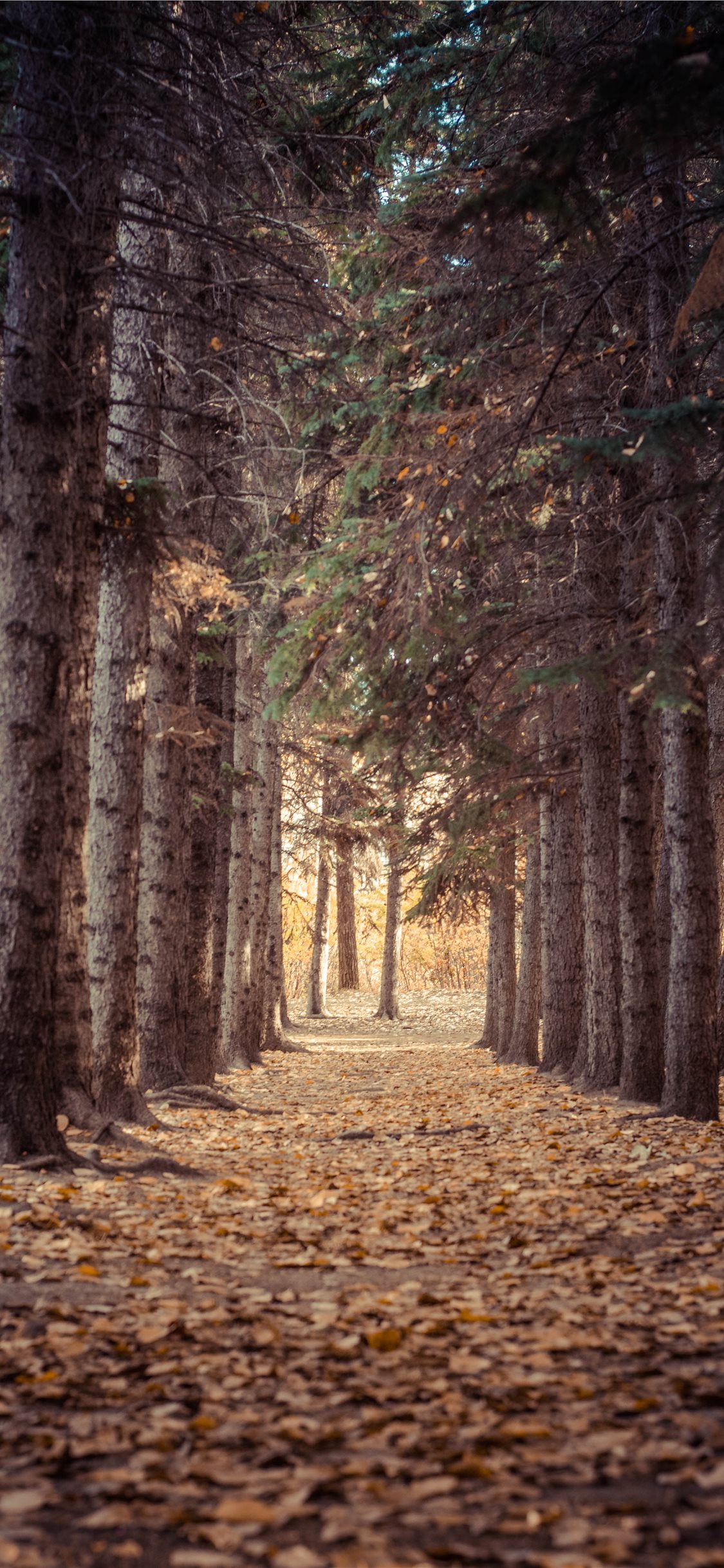 Autum Iphone X Wallpaper - Unsplash , HD Wallpaper & Backgrounds