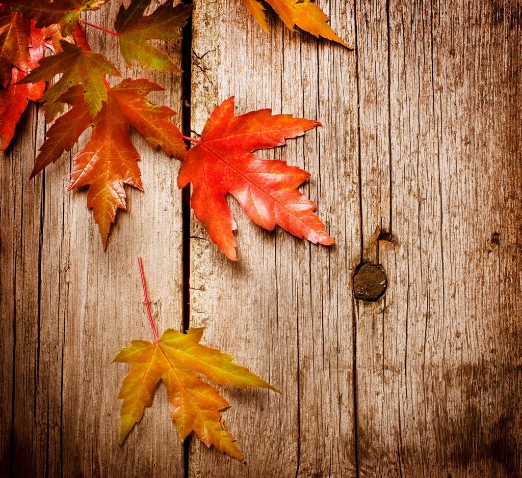 Autumn Leaves , HD Wallpaper & Backgrounds