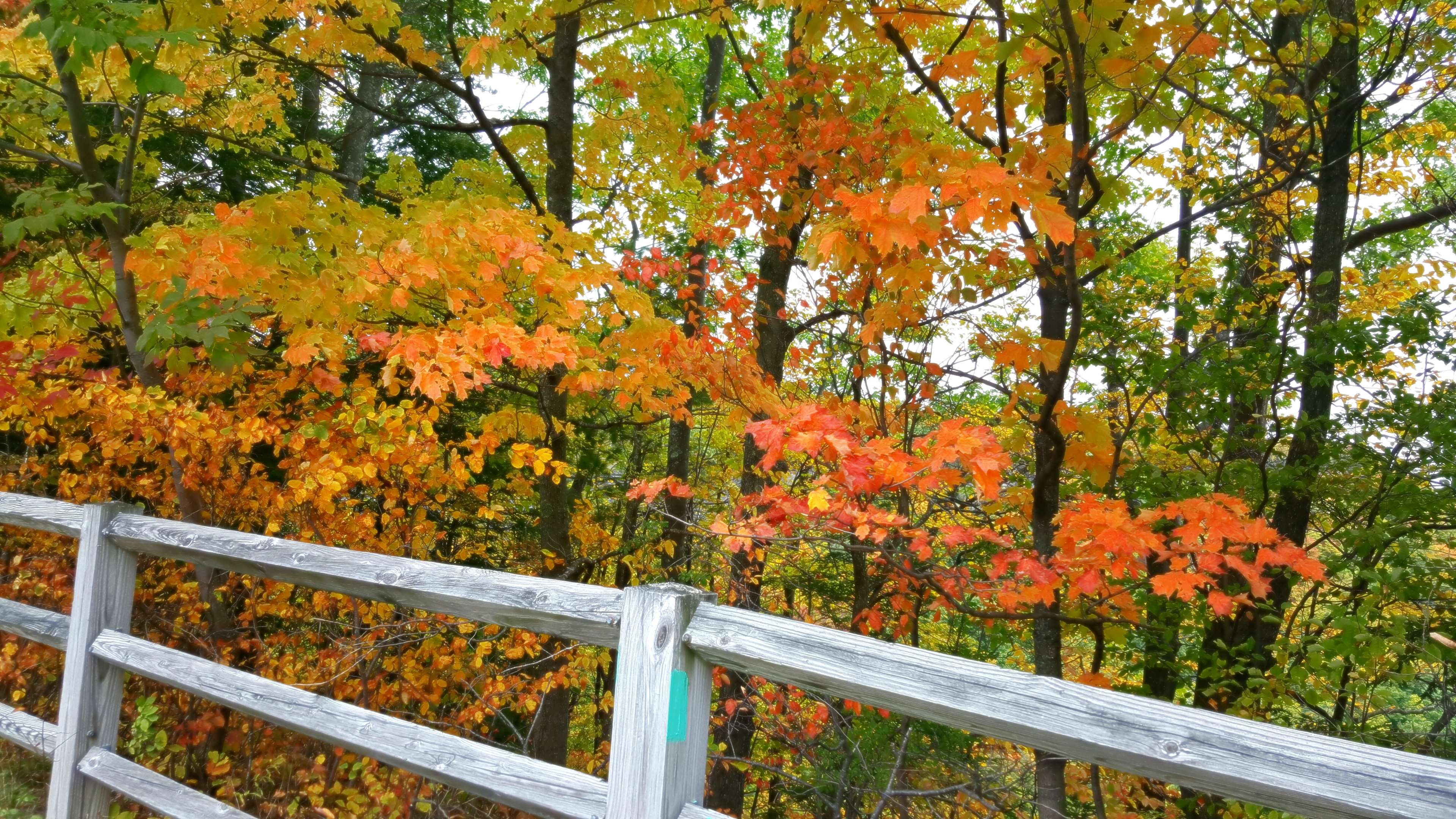Autumn, Autumn Colours, Autumn Leaves, Colors, Fall, - Maple , HD Wallpaper & Backgrounds