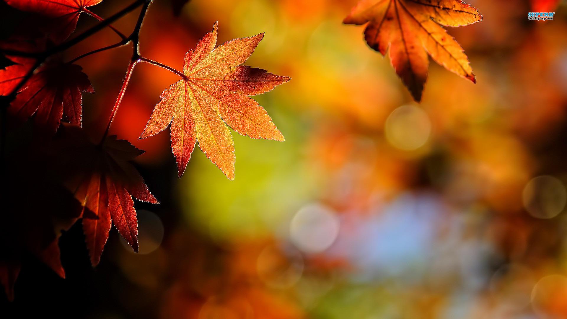Autumn Leaves - Hd Wallpaper Autumn Leaves , HD Wallpaper & Backgrounds