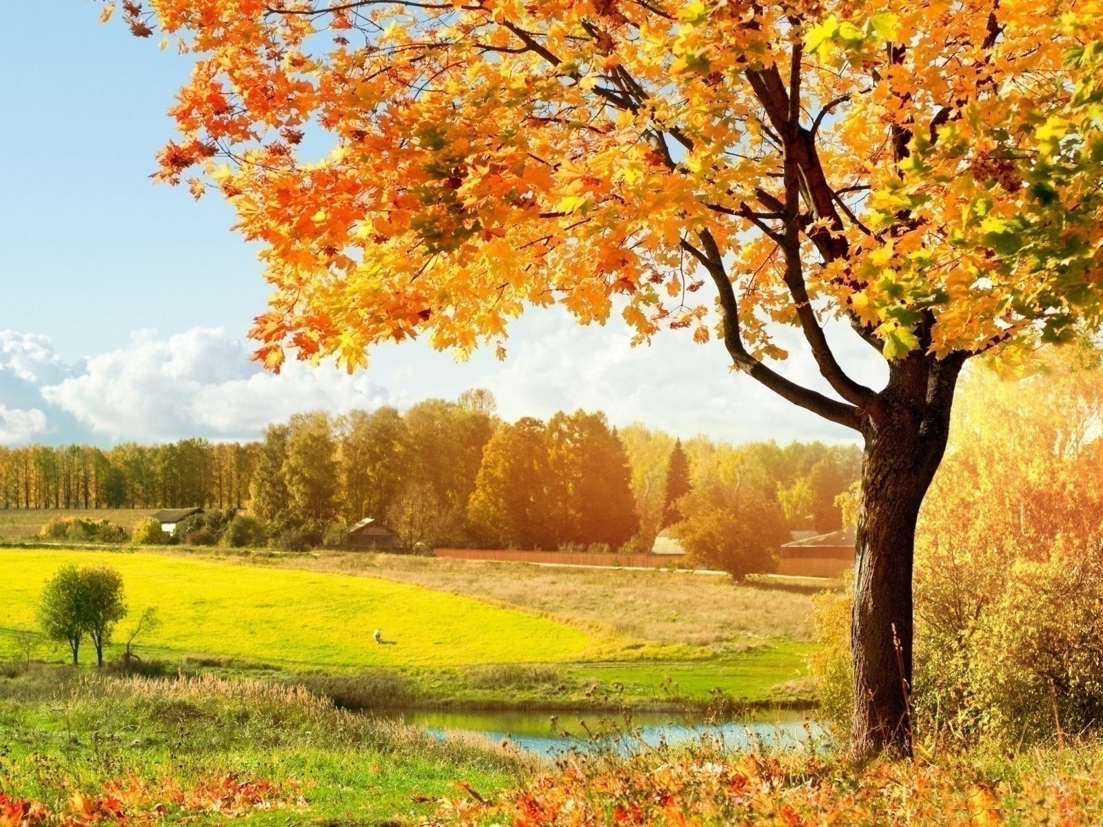 Beautiful View Of Colorful Autum Trees High Resolution - Autumn Trees , HD Wallpaper & Backgrounds