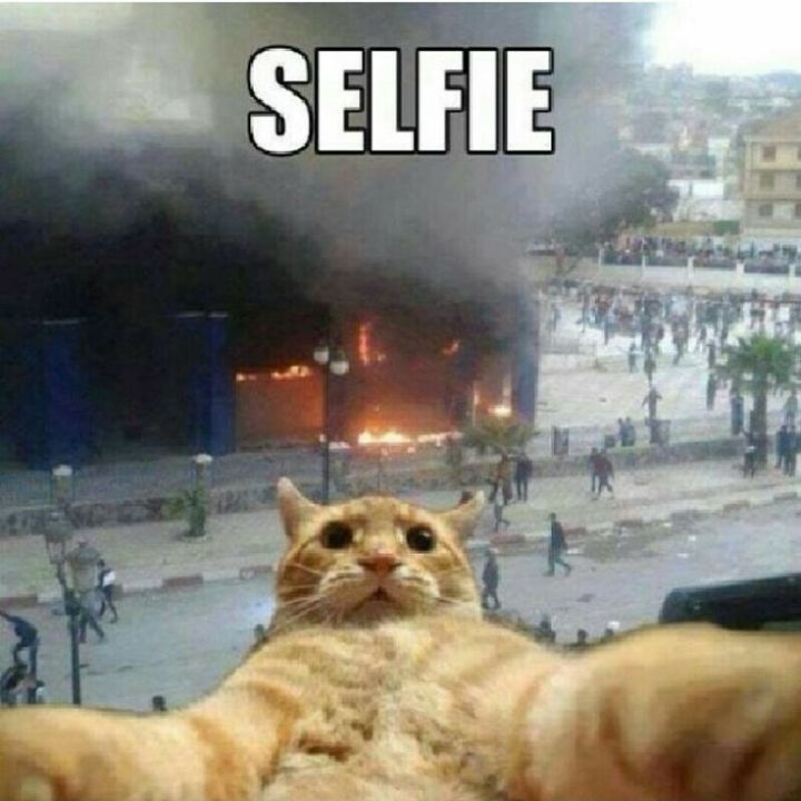 Funny Wallpaper Hd For Facebook - Funny Cat Selfie , HD Wallpaper & Backgrounds