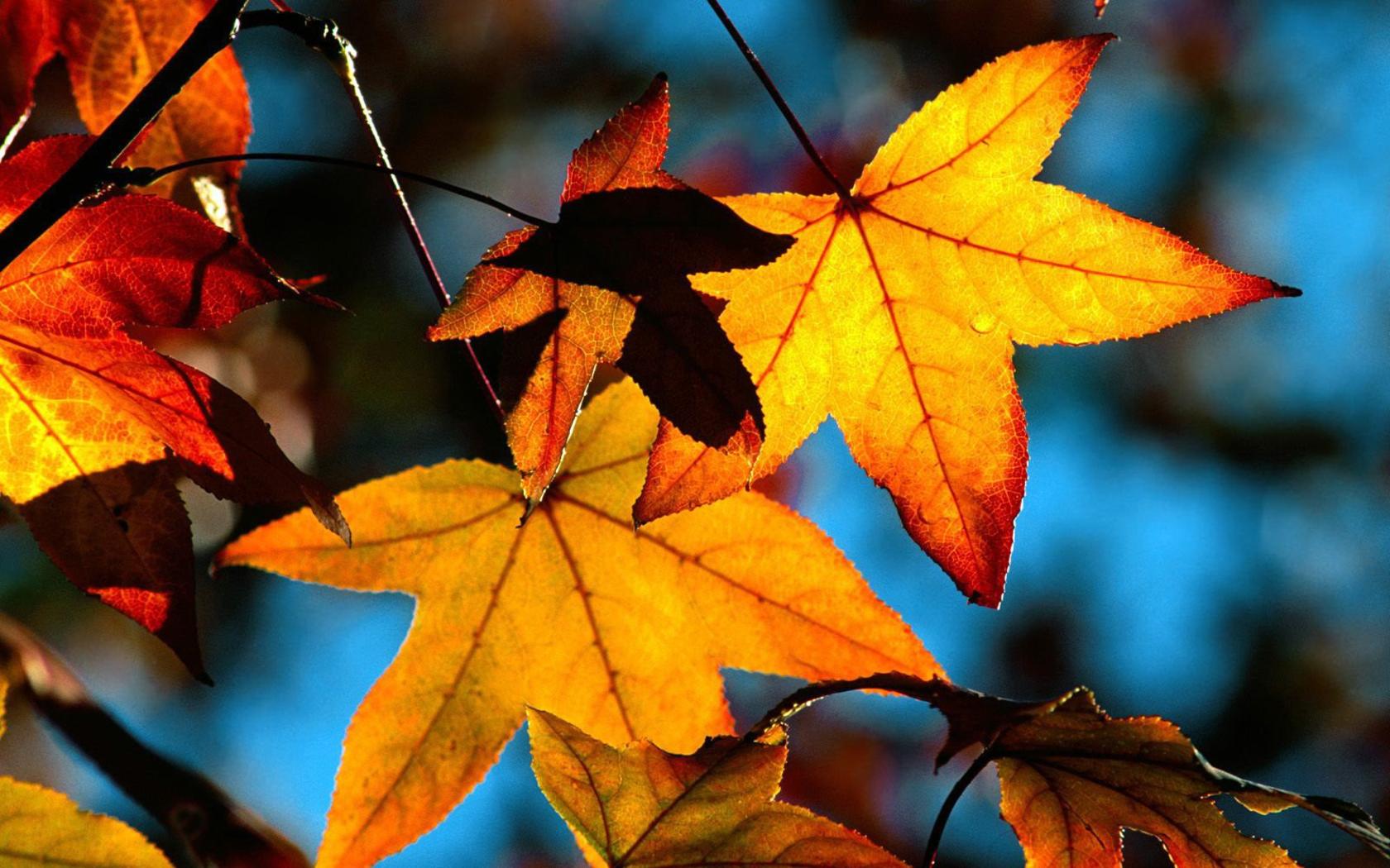 Autumn Leaves Background - Autumn Leaves Hd Wallpaper Download , HD Wallpaper & Backgrounds