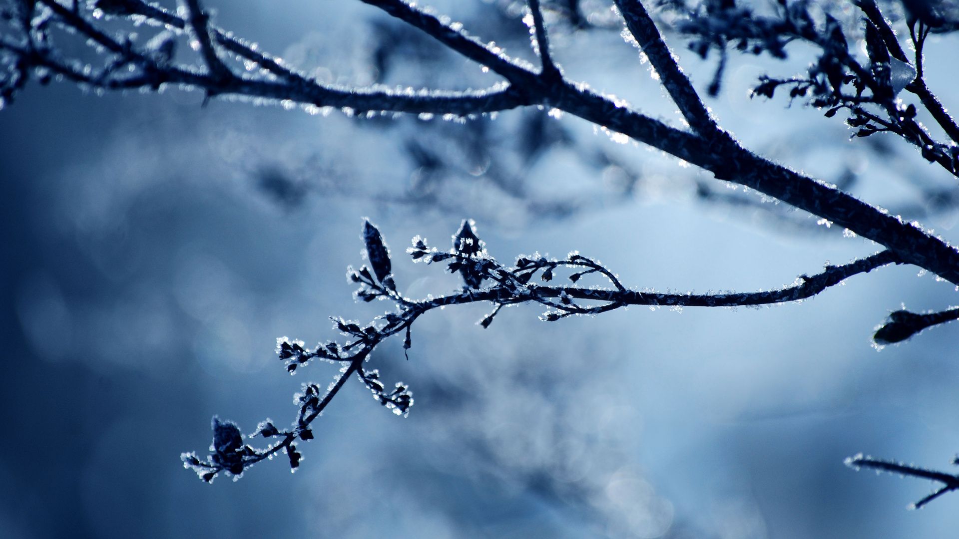 Beautiful Winter Wallpapers Hd - 1080p Winter Wallpaper Hd , HD Wallpaper & Backgrounds