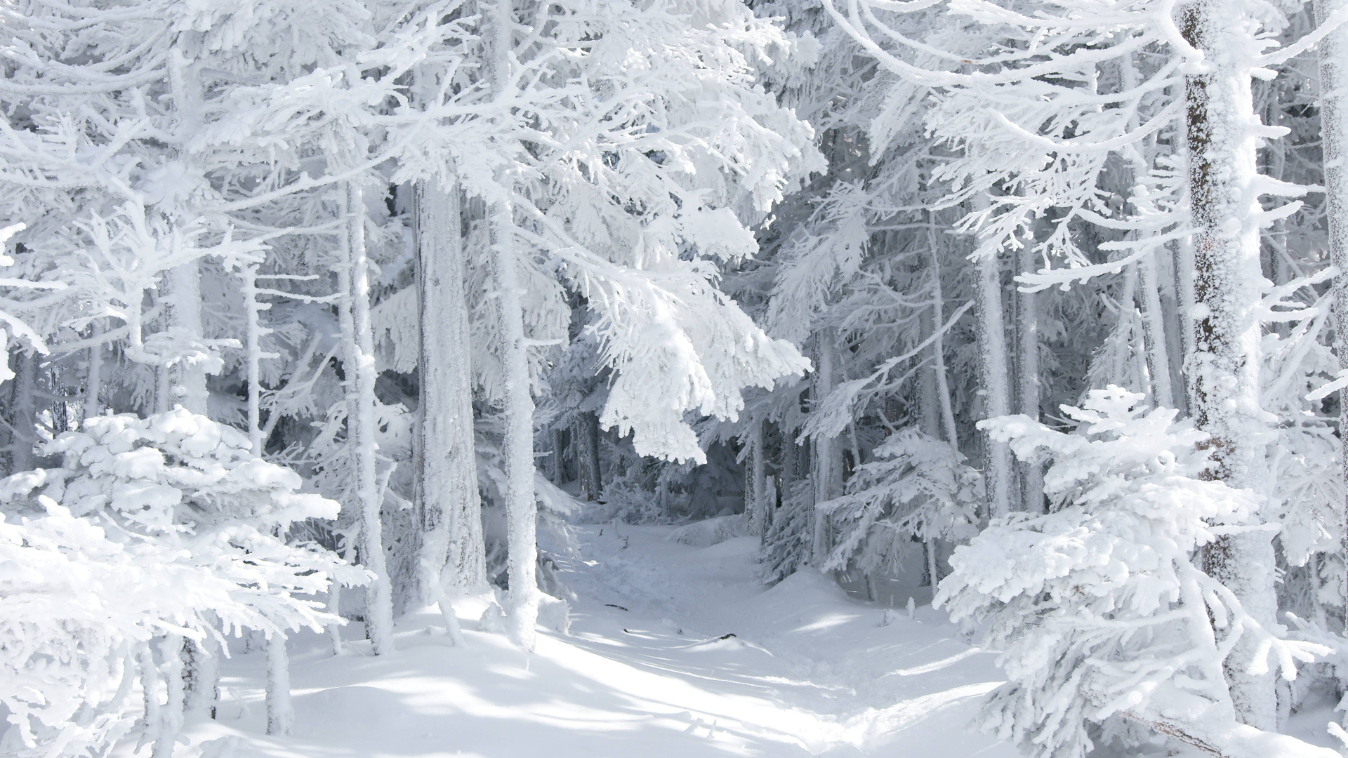 Winter 1080p - White Winter Wallpaper Hd , HD Wallpaper & Backgrounds