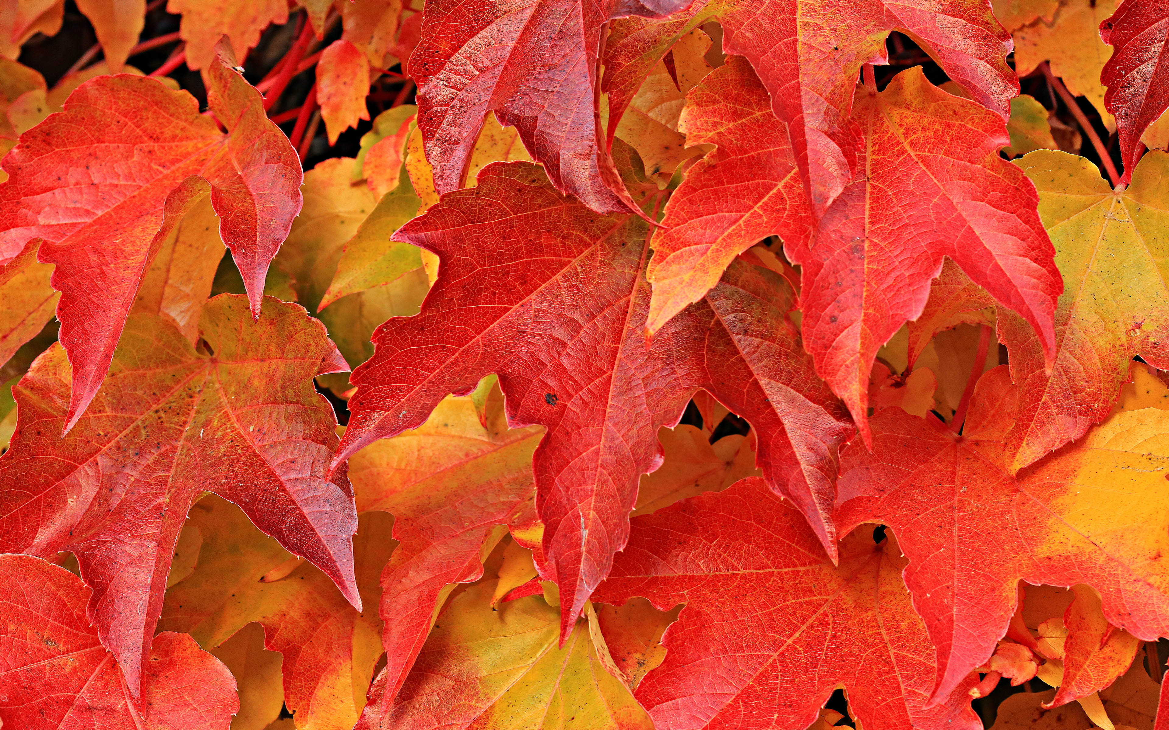 Autumn Leaves Autumn Leaves Red And Yellow Leaves Wallpaper - Autumn Leaves , HD Wallpaper & Backgrounds