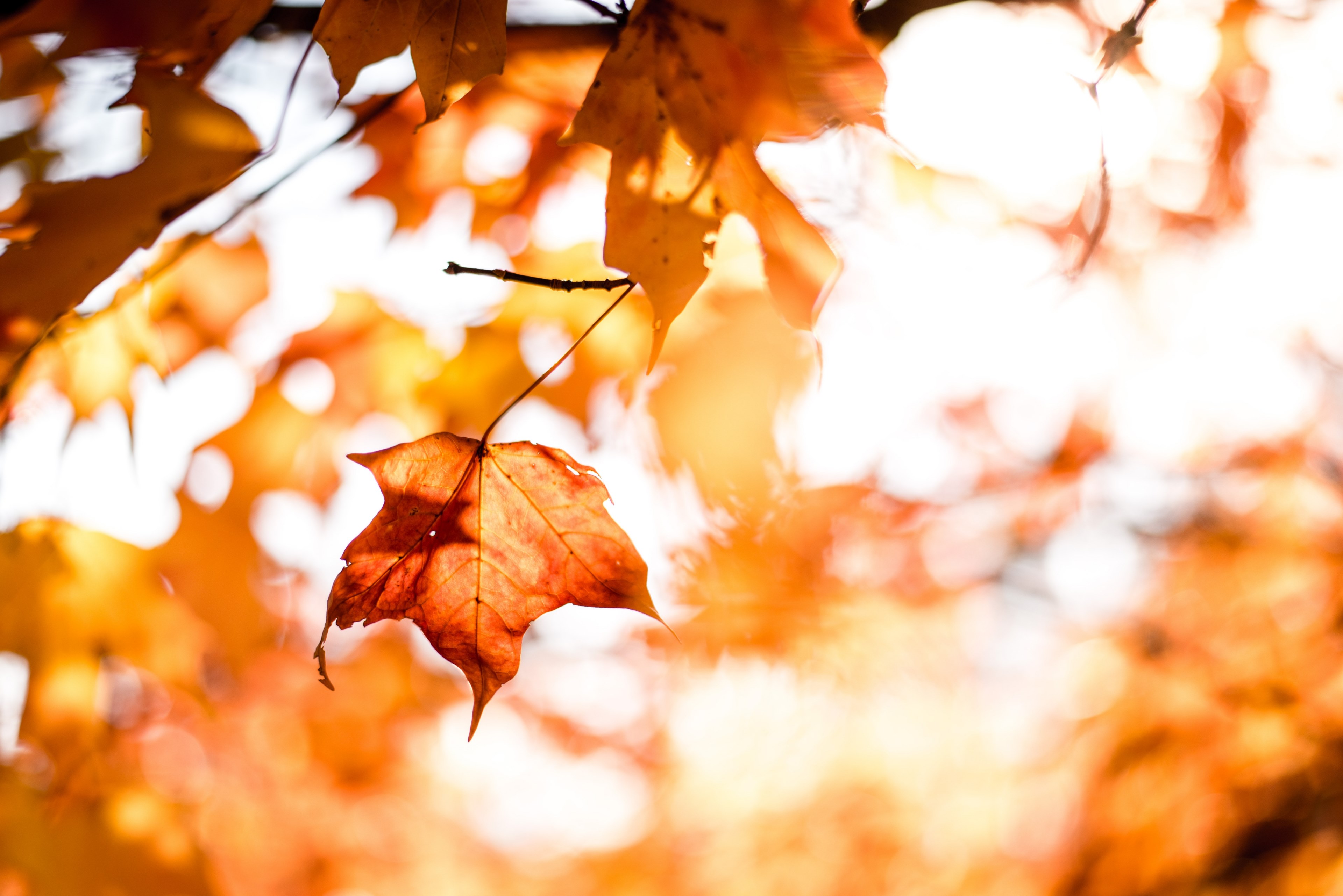 Autum Wallpapers - Leaf Fall , HD Wallpaper & Backgrounds