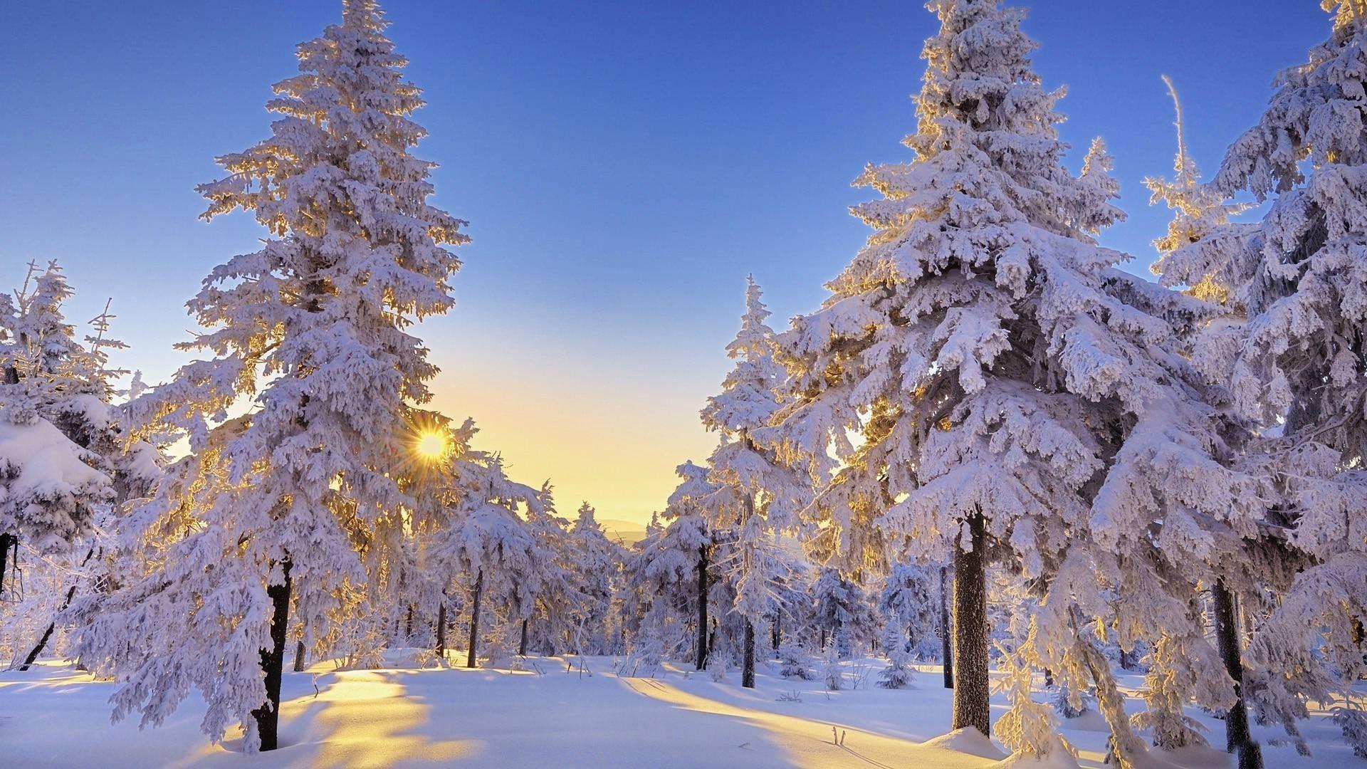 Beautiful Winter Sun Wallpaper Desktop - Snowy Trees With Sun , HD Wallpaper & Backgrounds