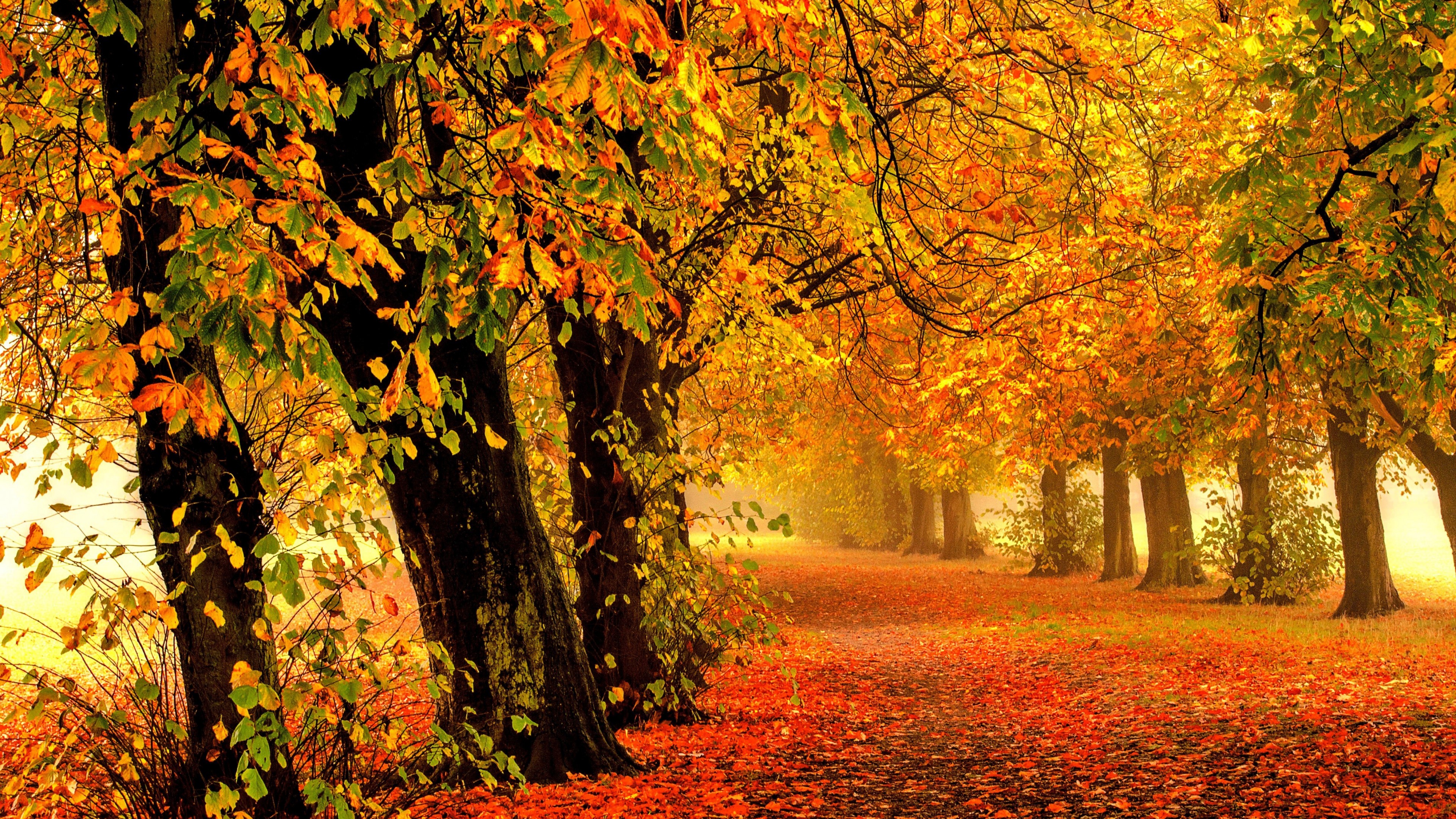 4k Autumn Wallpapers - Darmowe Tapety Na Pulpit Jesień , HD Wallpaper & Backgrounds