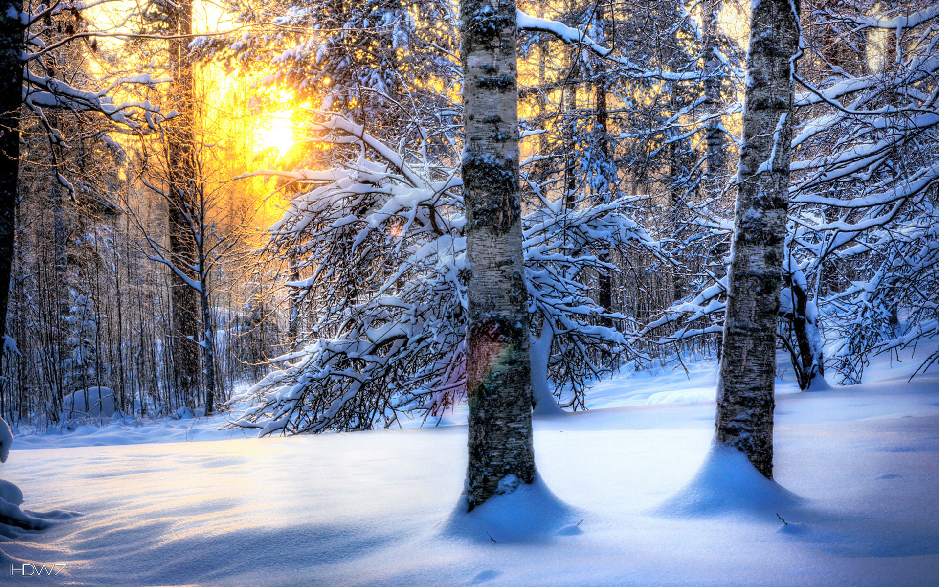 Winter Sun And Frozen Trees Hd - Winter Desktop Backgrounds , HD Wallpaper & Backgrounds