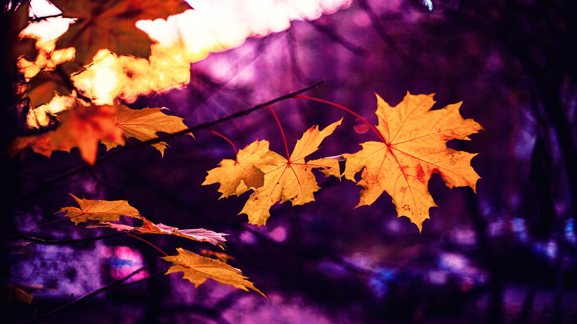 Wallpaper Maple, Leaves, Autumn, Blur - Purple Fall Leaves Background , HD Wallpaper & Backgrounds