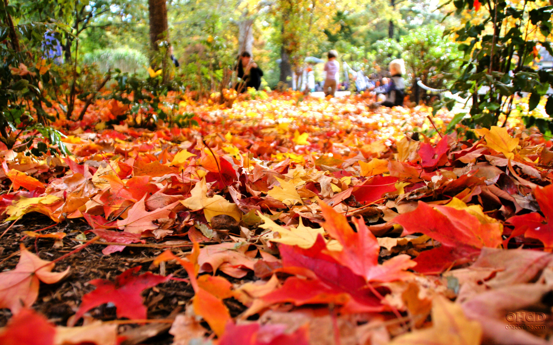 Free Download Fall Foliage Image - Falling Leaves In Spring , HD Wallpaper & Backgrounds