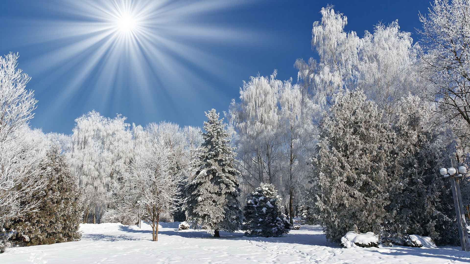 White Snow Tree Winter Hd Wallpapers 1080p - Sunny Day In Winter , HD Wallpaper & Backgrounds