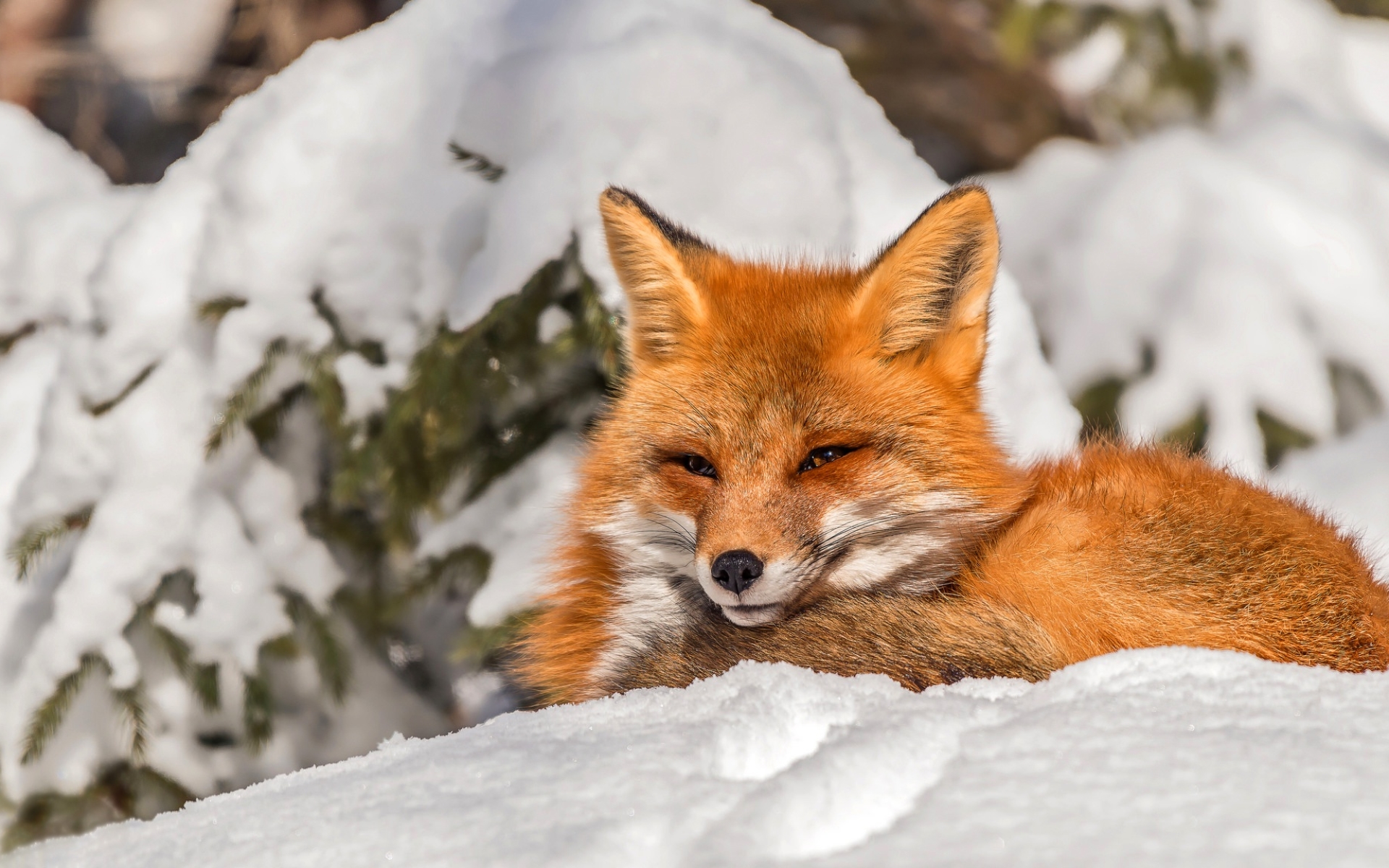 Fox Snow , HD Wallpaper & Backgrounds
