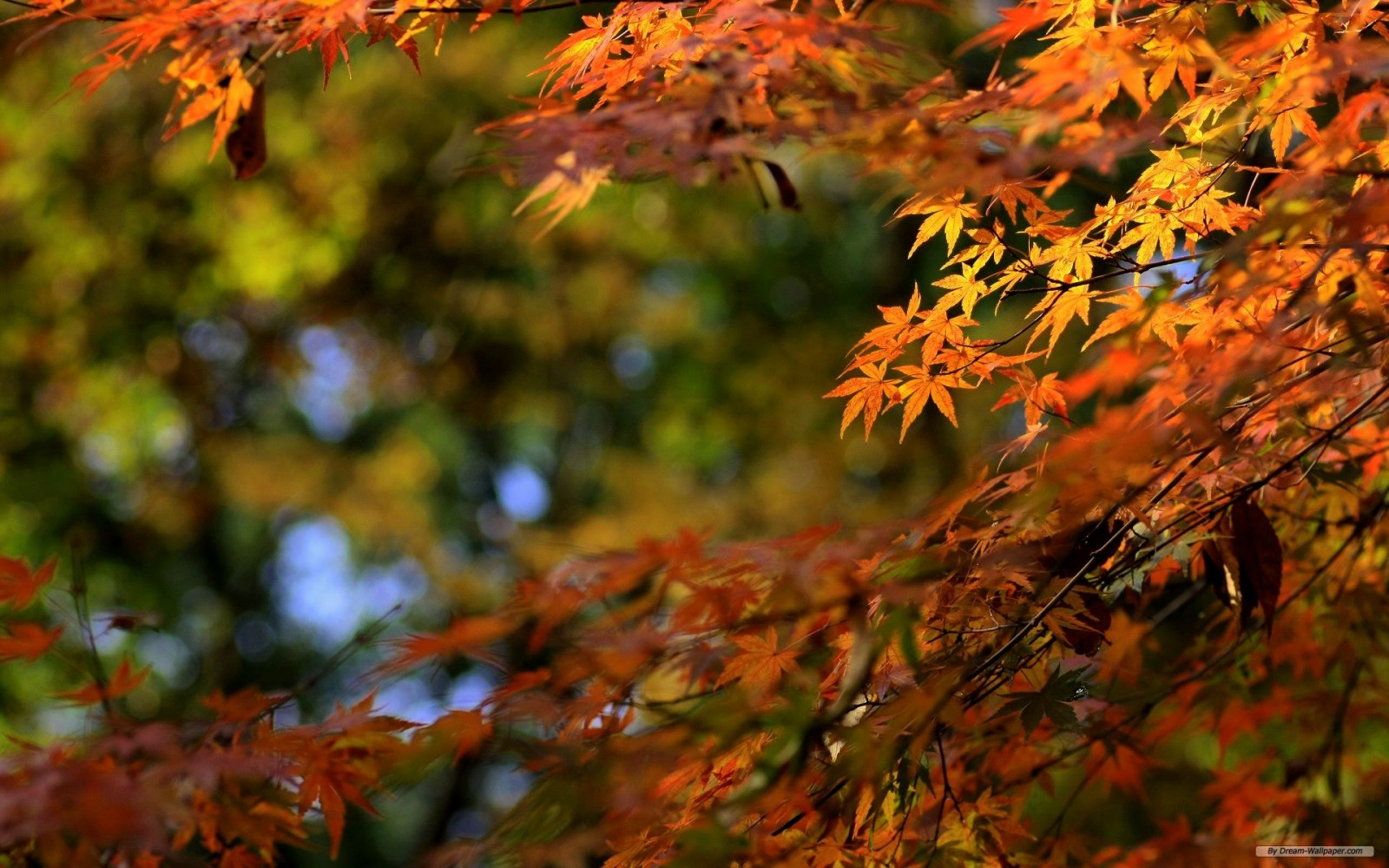 Fall Leaves Wallpaper Hd - Autumn , HD Wallpaper & Backgrounds