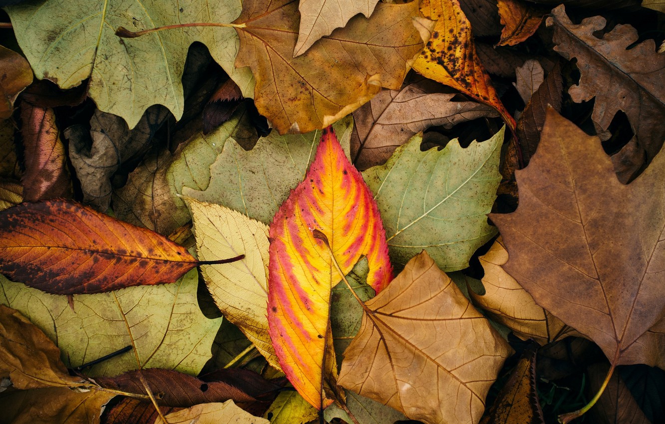 Photo Wallpaper Autumn, Leaves, Macro, Background, - Wallpaper , HD Wallpaper & Backgrounds