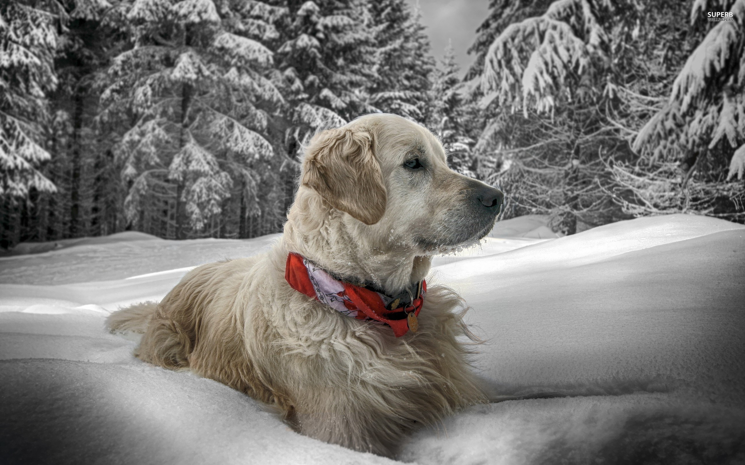 Winter Animal Wallpapers 1080p - Winter Animals , HD Wallpaper & Backgrounds
