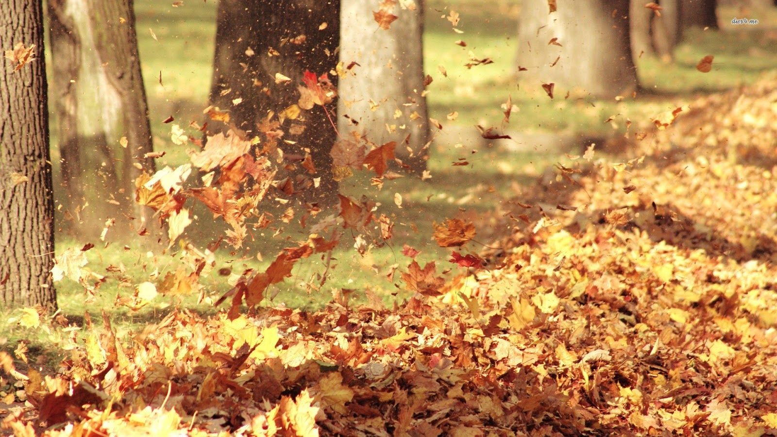 Falling Leaves Autumn Fall Wind Blowing - Leaves Blown In The Wind , HD Wallpaper & Backgrounds