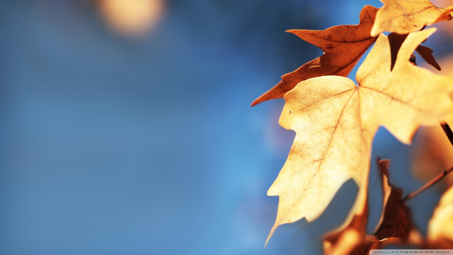 Fall Leaves Of Autumn Season Wallpaper Download Hd - High Resolution Fall Background , HD Wallpaper & Backgrounds