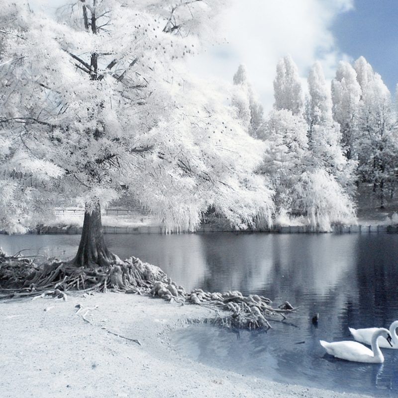 10 New Free Winter Wallpapers And Screensavers Full - Ảnh Nền Mùa Đông Đẹp , HD Wallpaper & Backgrounds