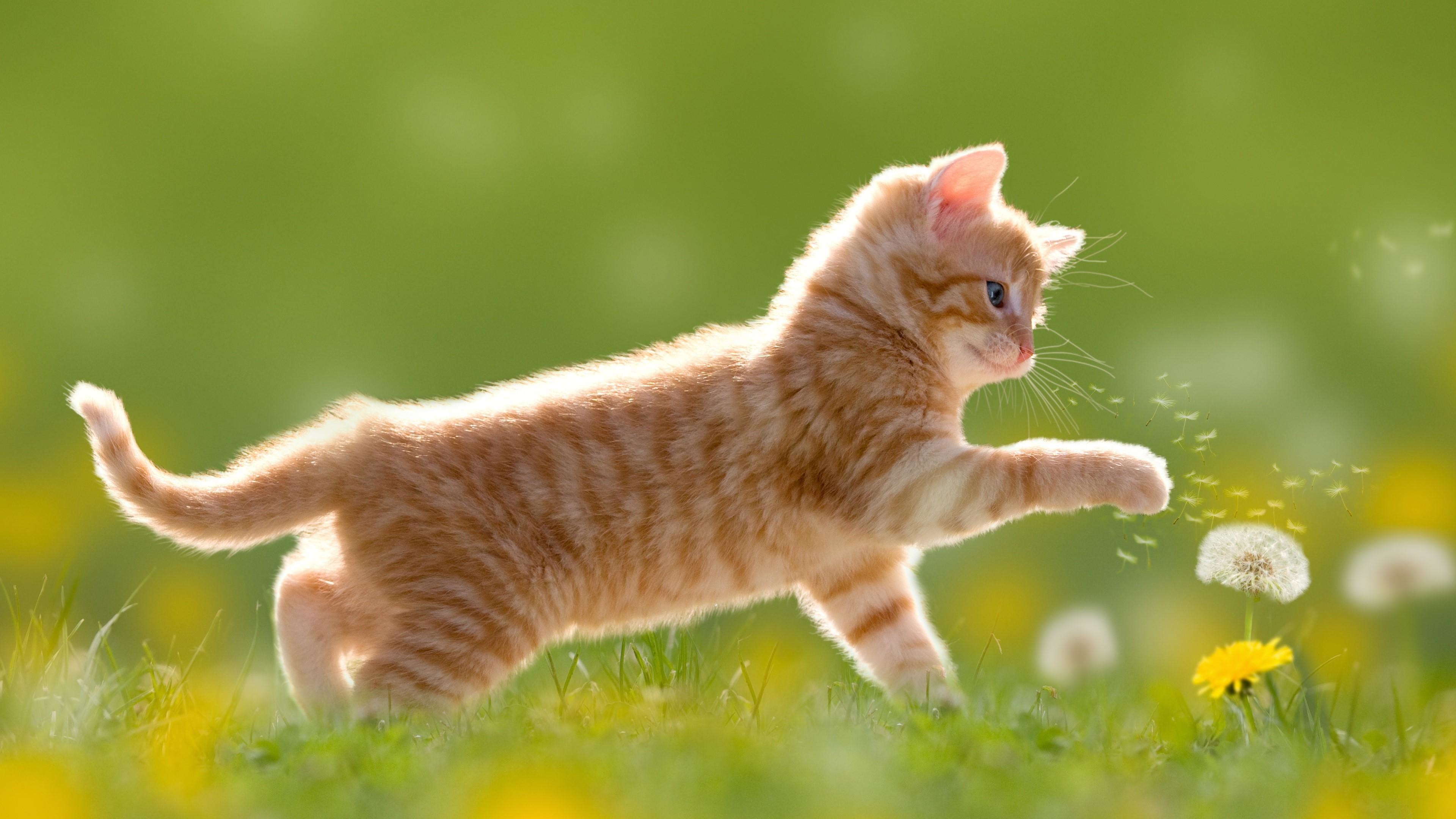 1920x1080, Kitty Play - Kitten Playing , HD Wallpaper & Backgrounds