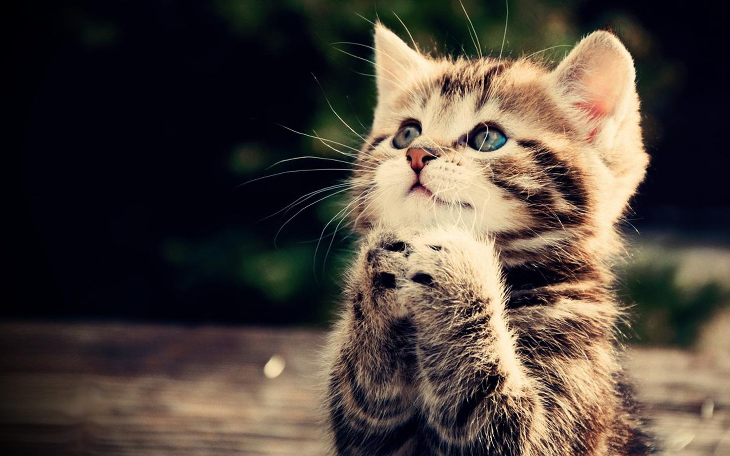 Cute Kitten Wallpaper , HD Wallpaper & Backgrounds