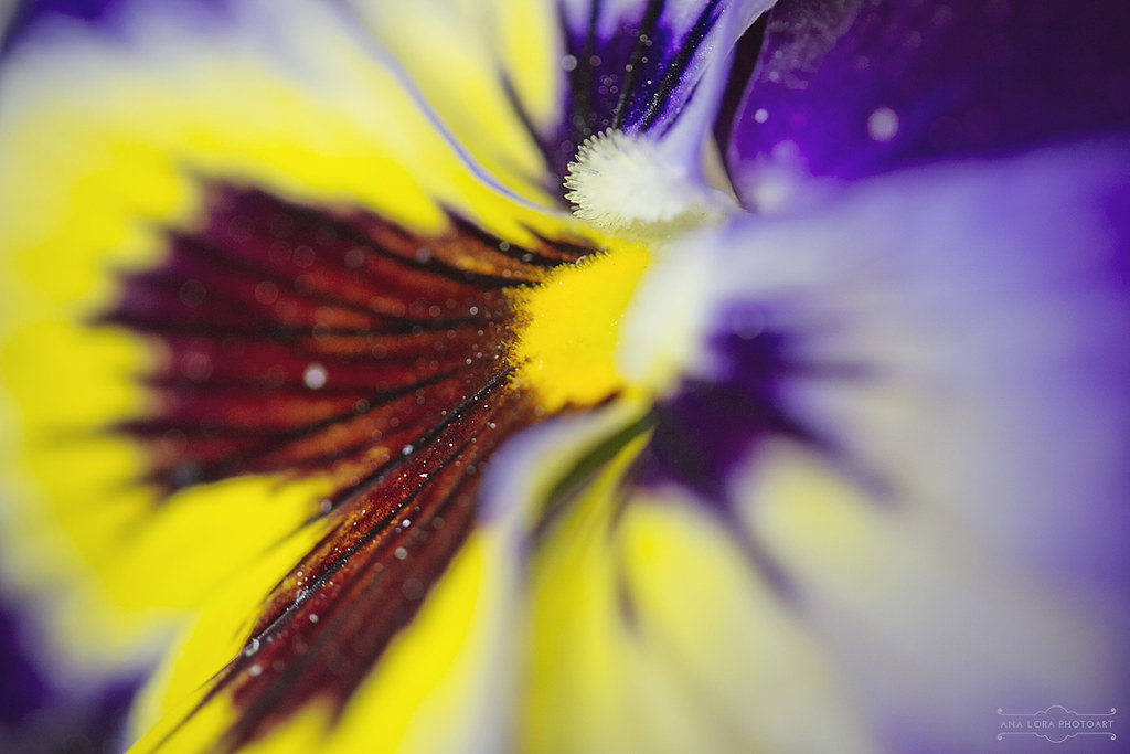 Wallpaper Hello Spring - Pansy , HD Wallpaper & Backgrounds