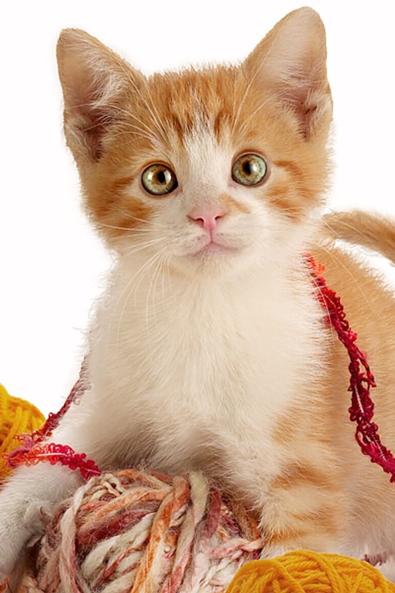 Wallpaper Kitty, Play, Strings - Playful Kitten , HD Wallpaper & Backgrounds