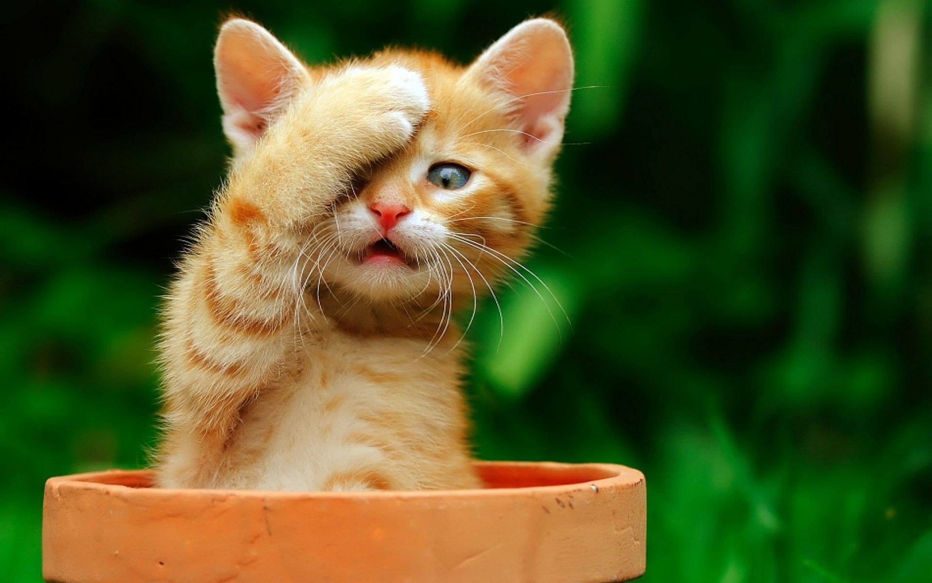 Surprised Kitten Wallpa - Cat Oh My God , HD Wallpaper & Backgrounds