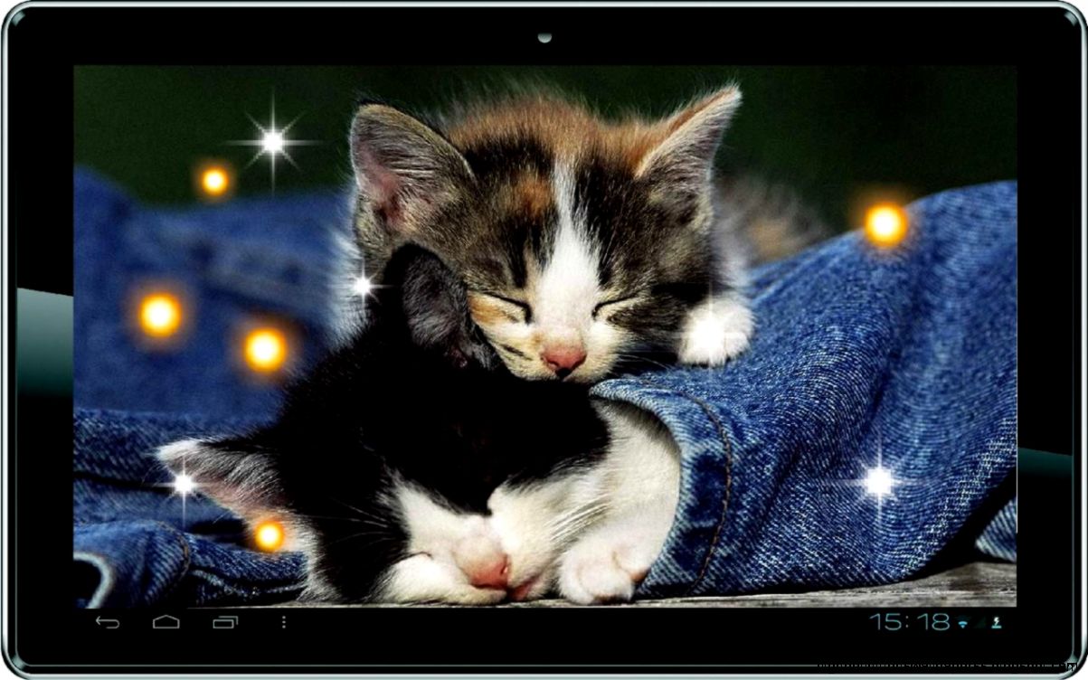 View Original Size - Kitten Wallpapers For Mobile , HD Wallpaper & Backgrounds