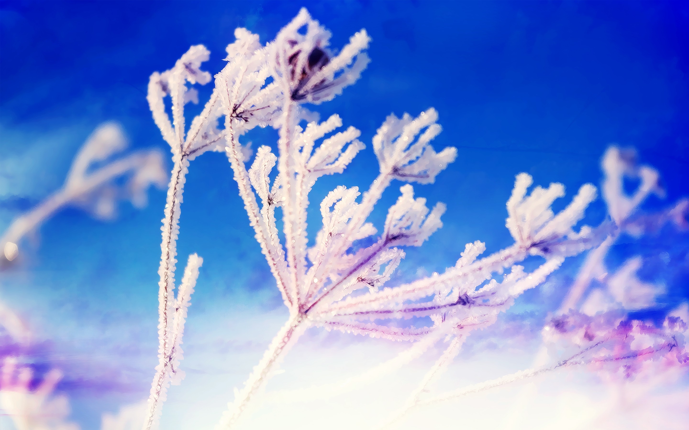 Fantasy Winter - Macro Photography , HD Wallpaper & Backgrounds