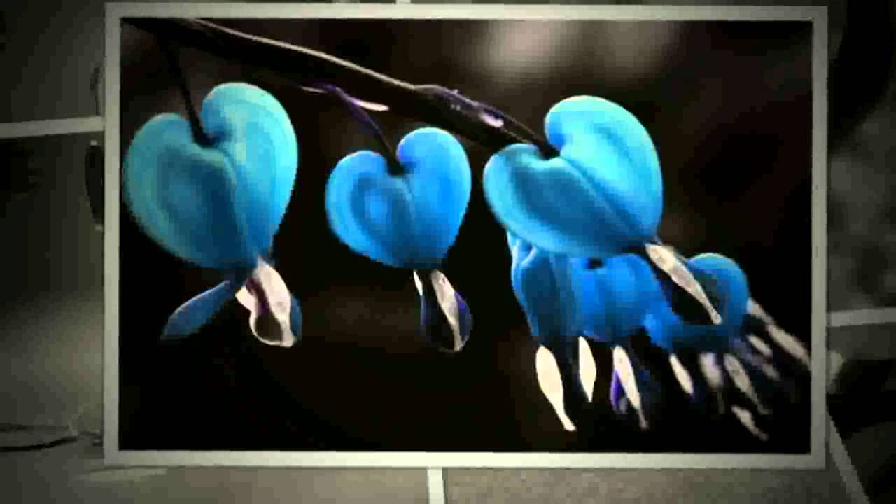 Bleeding Heart Plant Blue , HD Wallpaper & Backgrounds