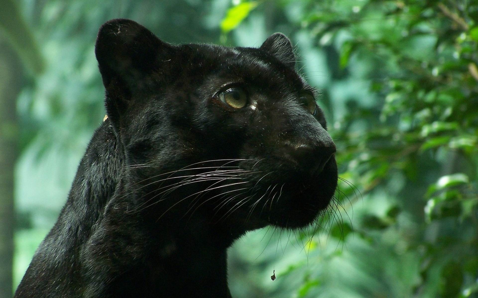 Resolución Original - - Black Panther In Nature , HD Wallpaper & Backgrounds